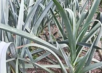 Afbeelding oogstperiode PREI, Winterprei Gros Vert de Huy